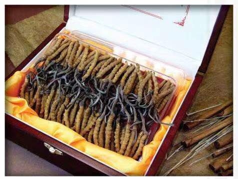 万城镇冬虫夏草回收